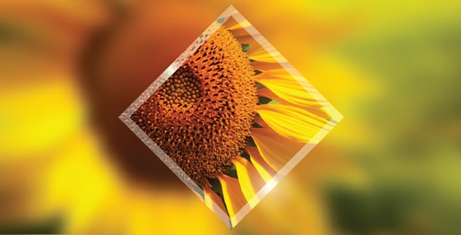 discover-more-roche-portfolio-rotator (1)